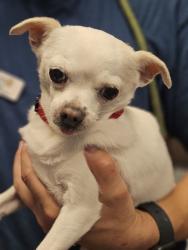 Shelter Stray Female Dog last seen Near Saturn Drive, SAN LEANDRO, CA, 94578, 8323 Baldwin St, Oakland, CA 94621, USA