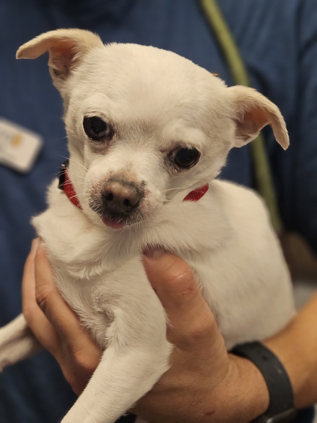 Shelter Stray Female Dog last seen Near Saturn Drive, SAN LEANDRO, CA, 94578, 8323 Baldwin St, Oakland, CA 94621, USA