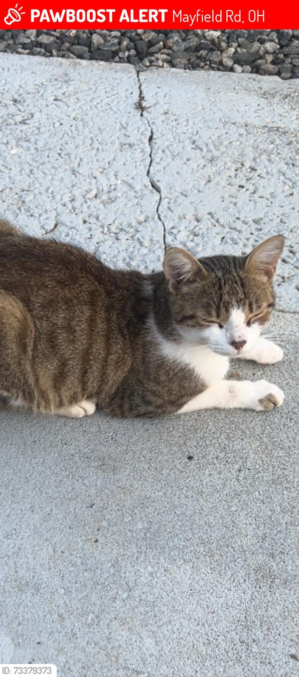 Lost Male Cat last seen Heath hill rd, Mayfield Rd, OH 44065