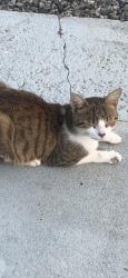 Lost Male Cat last seen Heath hill rd, Mayfield Rd, OH 44065