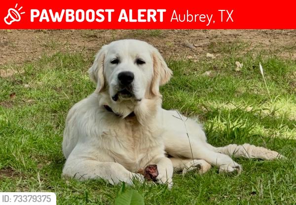 Lost Male Dog last seen Blackjack West / Grubbs Road Aubrey, Aubrey, TX 76227