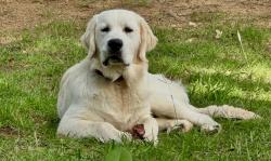 Lost Male Dog last seen Blackjack West / Grubbs Road Aubrey, Aubrey, TX 76227