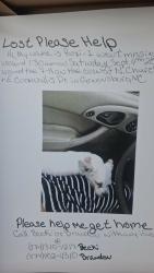 Lost Female Dog last seen 7-11, Greensboro, NC 27405