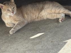 Found/Stray Female Cat last seen Ascension St. Francis hosp, Milwaukee, WI 53215