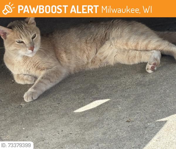 Found/Stray Female Cat last seen Ascension St. Francis hosp, Milwaukee, WI 53215