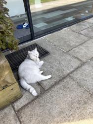 Reunited Female Cat last seen Kimberly Road, Elmfield Avenue, Leicester, England LE2 1LA