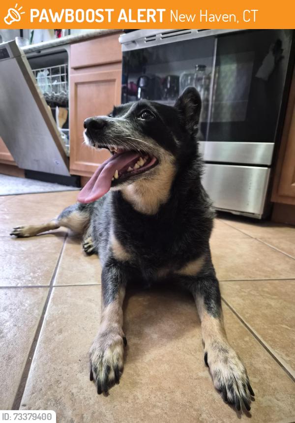 Found/Stray Female Dog last seen Near howe st new haven, New Haven, CT 06511