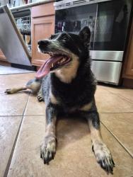 Found/Stray Female Dog last seen Near howe st new haven, New Haven, CT 06511