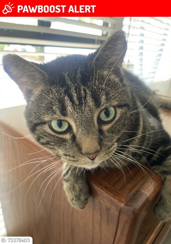 Lost Male Cat last seen Hawthorne and PV North, Palos Verdes Estates, CA 90274