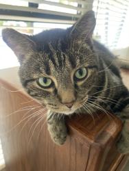 Lost Male Cat last seen Hawthorne and PV North, Palos Verdes Estates, CA 90274