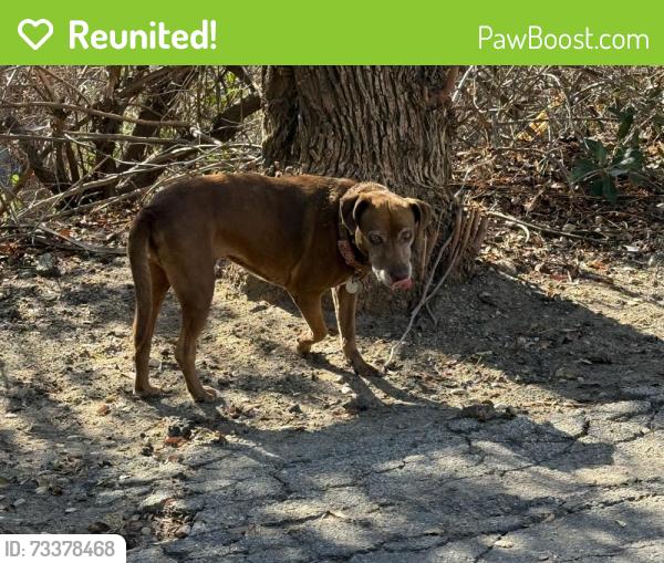 Reunited Female Dog last seen Dexter Park / Fire Station, Sylmar, CA 91342