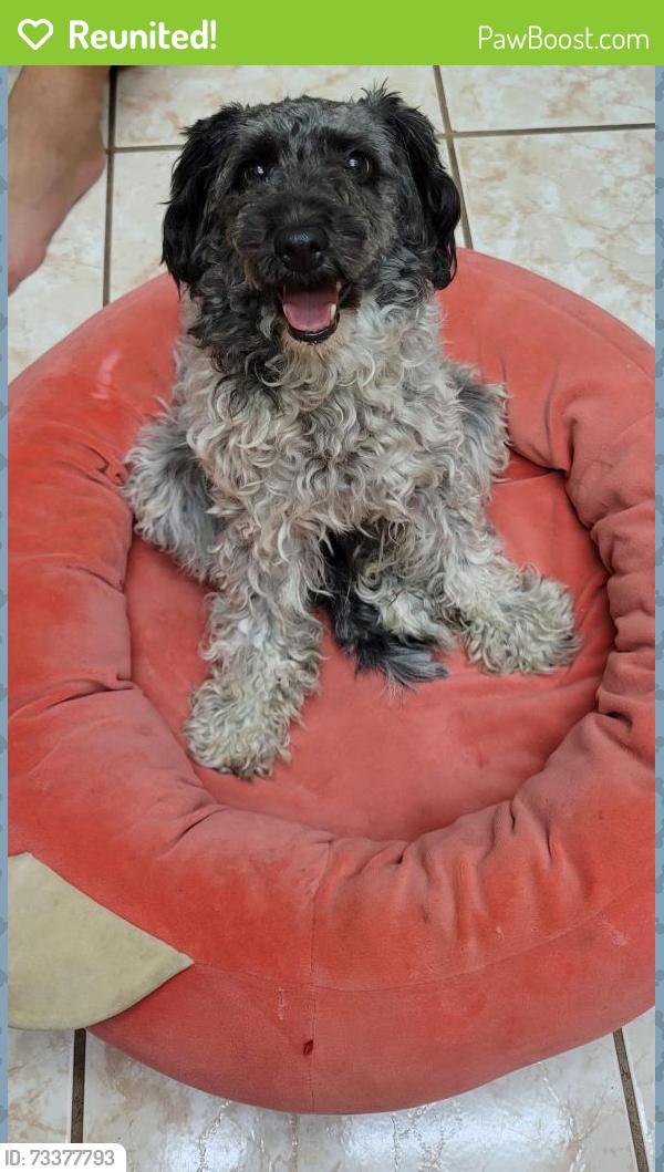 Reunited Female Dog last seen Del Norte, Corona, CA 92879