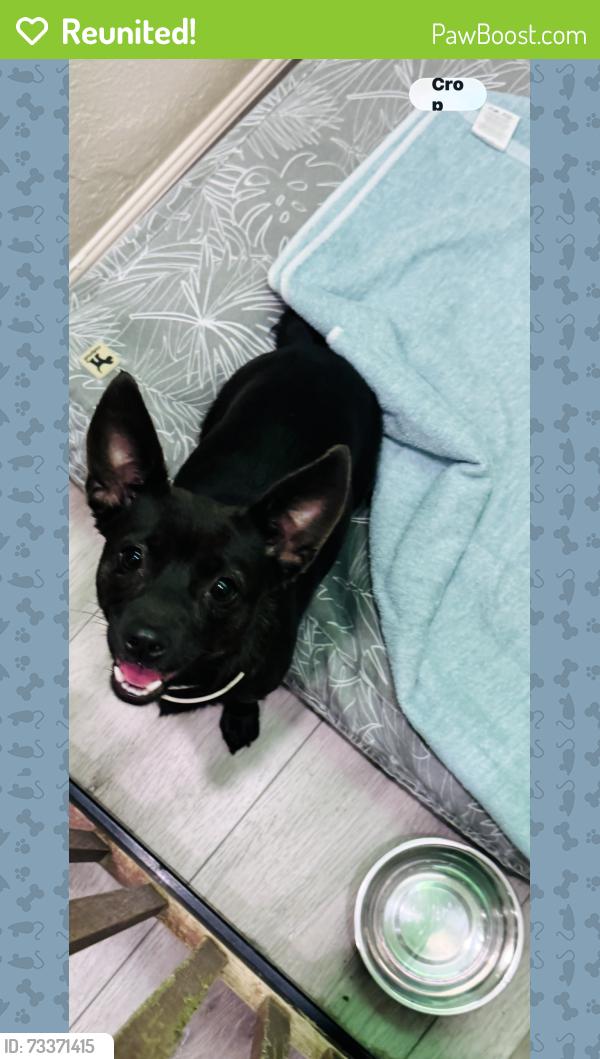 Reunited Female Dog last seen Den urban dog retreat, Los Angeles, CA 90065