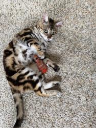 Reunited Female Cat last seen Naugatuck Ave and Hidalgo Ave, San Diego, CA 92117