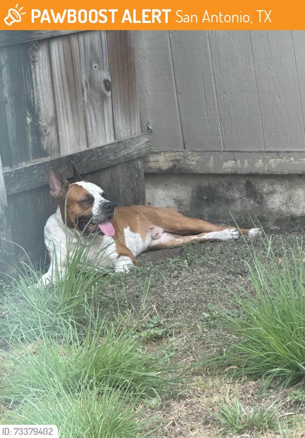 Found/Stray Male Dog last seen Av.James lovell, San Antonio, TX 78219