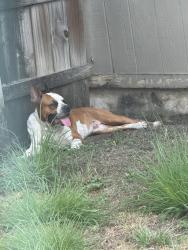 Found/Stray Male Dog last seen Av.James lovell, San Antonio, TX 78219