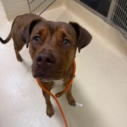Shelter Stray Female Dog last seen , 5570 Sturmer Park Cir, Winston-Salem, NC 27105, USA