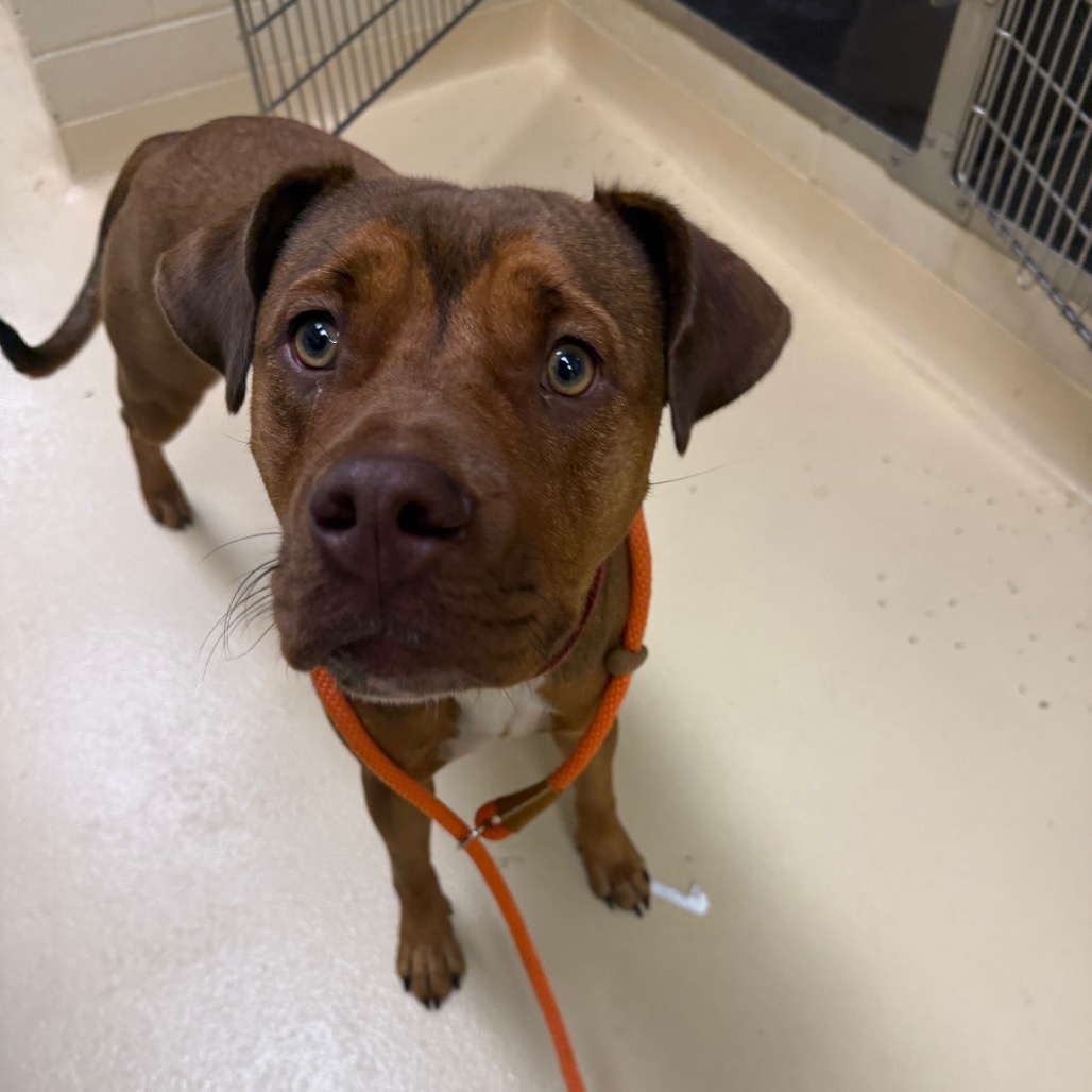 Shelter Stray Female Dog last seen , 5570 Sturmer Park Cir, Winston-Salem, NC 27105, USA