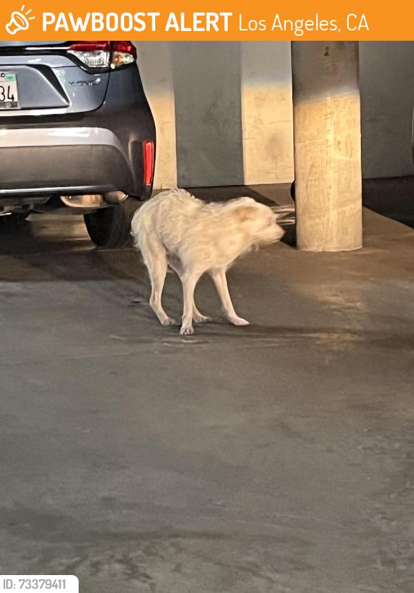 Found/Stray Male Dog last seen 4th / Commonwealth, Los Angeles, CA 90020