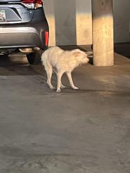 Found/Stray Male Dog last seen 4th / Commonwealth, Los Angeles, CA 90020