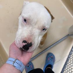 Shelter Stray Male Dog last seen , 5570 Sturmer Park Cir, Winston-Salem, NC 27105, USA