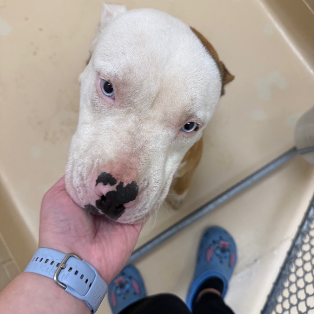 Shelter Stray Male Dog last seen , 5570 Sturmer Park Cir, Winston-Salem, NC 27105, USA