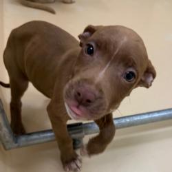 Shelter Stray Female Dog last seen , 5570 Sturmer Park Cir, Winston-Salem, NC 27105, USA