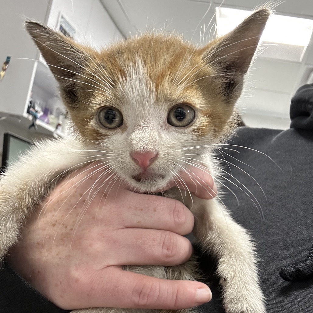 Shelter Stray Male Cat last seen , 124 Evergreen Ave, Newark, NJ 07114, USA