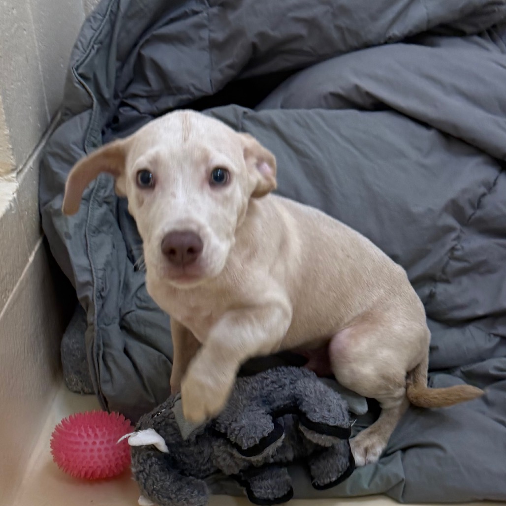 Shelter Stray Male Dog last seen , 5570 Sturmer Park Cir, Winston-Salem, NC 27105, USA
