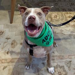Shelter Stray Male Dog last seen , 361 S Raymond Ave, Pasadena, CA 91105, USA