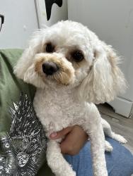 Lost Female Dog last seen Kenwood and lewis RD, San Jose, CA 95111