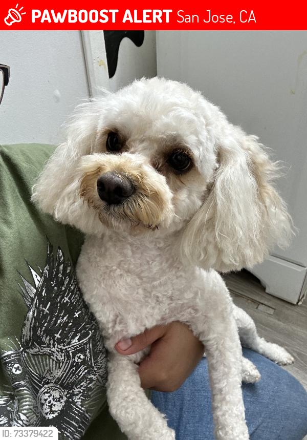 Lost Female Dog last seen Kenwood and lewis RD, San Jose, CA 95111