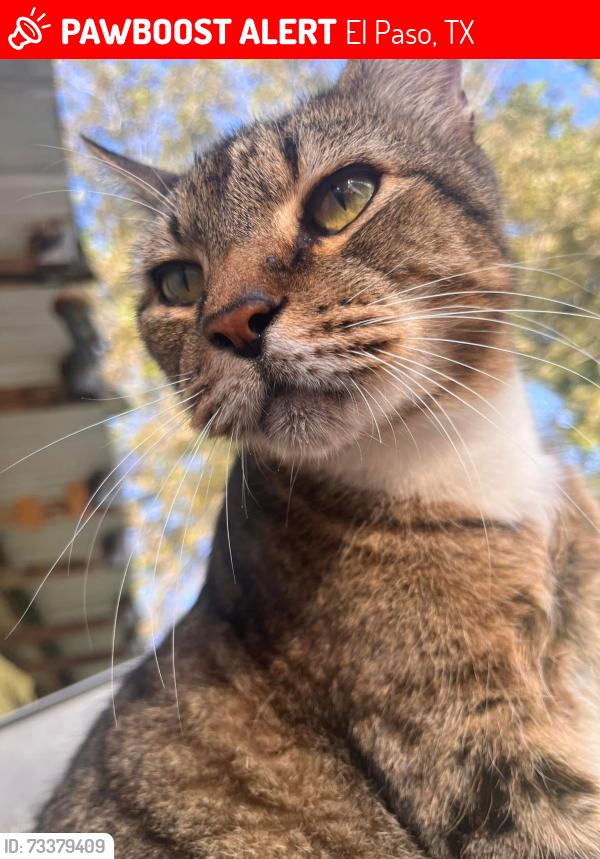 Lost Male Cat last seen Sun valley dr, El Paso, TX 79924