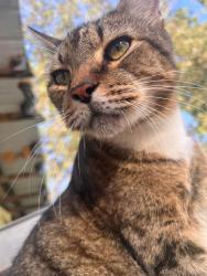 Lost Male Cat last seen Sun valley dr, El Paso, TX 79924