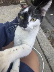 Found/Stray Male Cat last seen Cleaver st and division st, Chicago, IL 60642