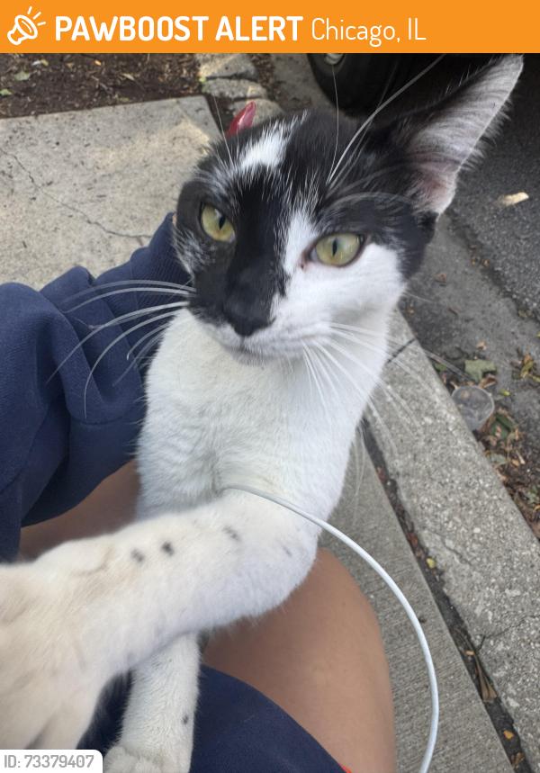 Found/Stray Male Cat last seen Cleaver st and division st, Chicago, IL 60642