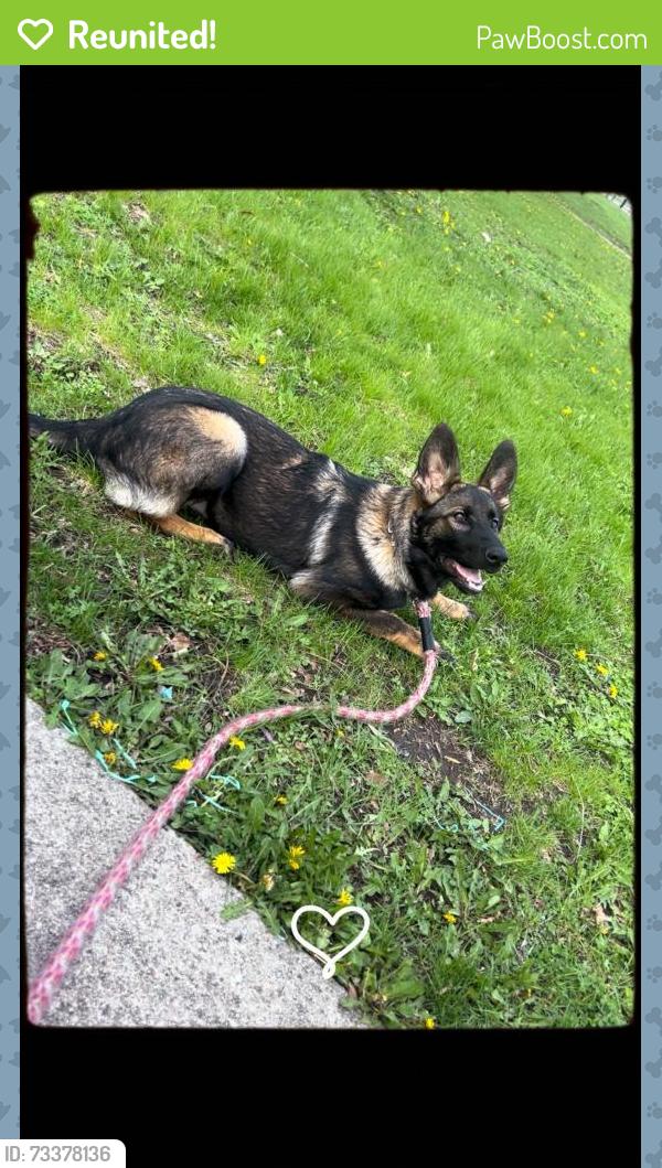 Reunited Female Dog last seen 64Th and Knox, Chicago, IL 60637