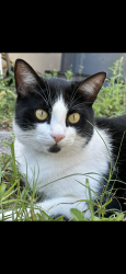 Lost Male Cat last seen Kettering Court & Canter Club, Wekiwa Springs, FL 32779