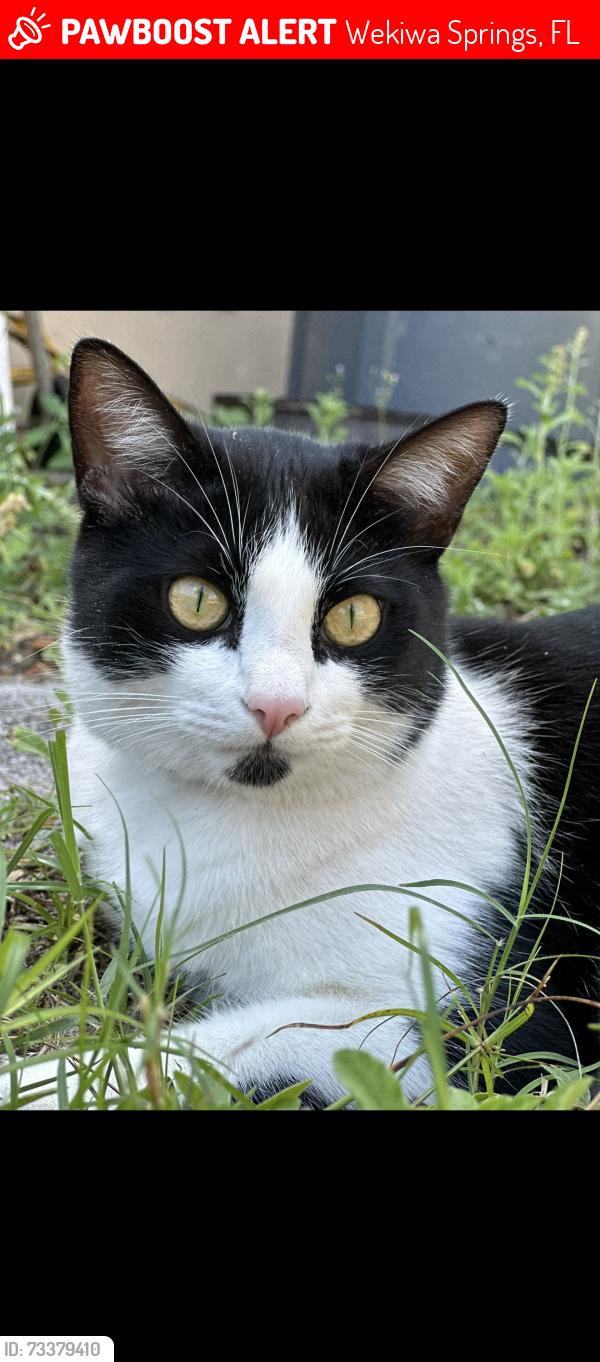 Lost Male Cat last seen Kettering Court & Canter Club, Wekiwa Springs, FL 32779
