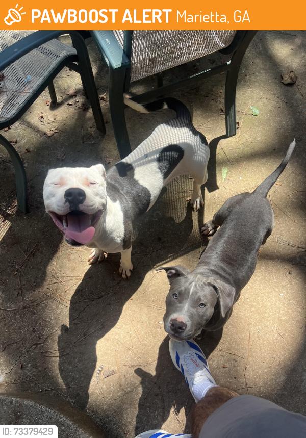 Found/Stray Male Dog last seen Dallas Highway, Marietta, GA 30064