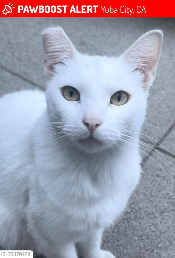 Lost Male Cat last seen Walnut Ave, Yuba City, CA 95991