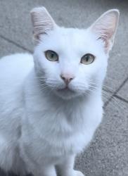 Lost Male Cat last seen Walnut Ave, Yuba City, CA 95991