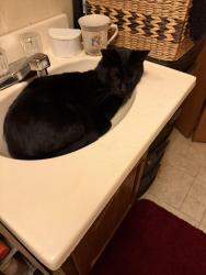 Lost Male Cat last seen N 5th Street By M&H, Grand Forks, ND 58203