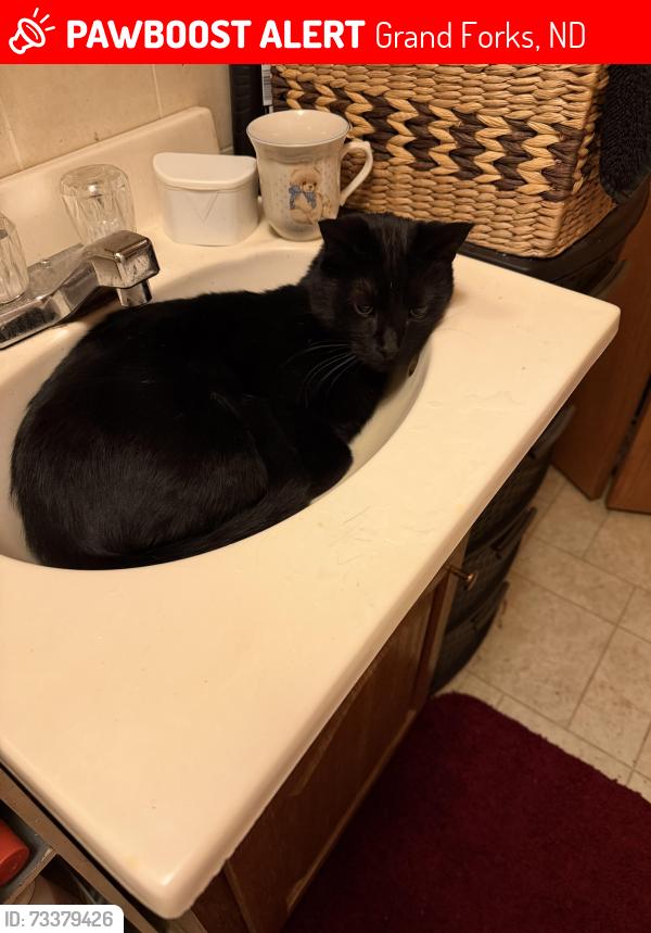 Lost Male Cat last seen N 5th Street By M&H, Grand Forks, ND 58203