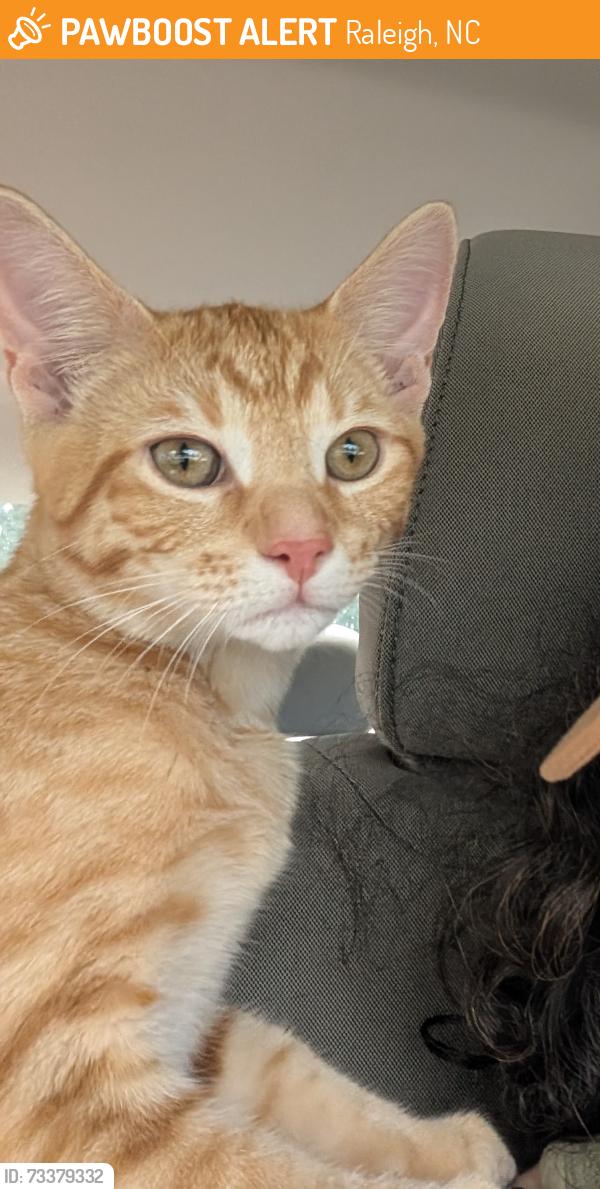 Found/Stray Male Cat last seen On the street by Eliza Pool Park, Raleigh, NC 27603