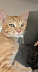 Found/Stray Male Cat last seen On the street by Eliza Pool Park, Raleigh, NC 27603