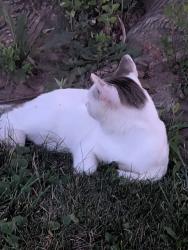 Lost Male Cat last seen South street by Mickey mart, Wakeman, OH 44889