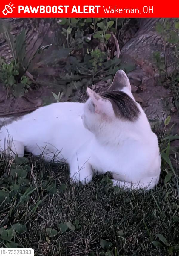 Lost Male Cat last seen South street by Mickey mart, Wakeman, OH 44889