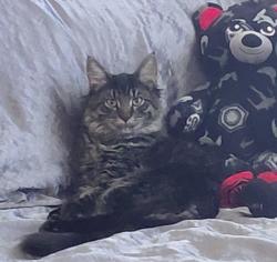Lost Male Cat last seen Between Ruth and Edna off of Maple Grove, Boise, ID 83704