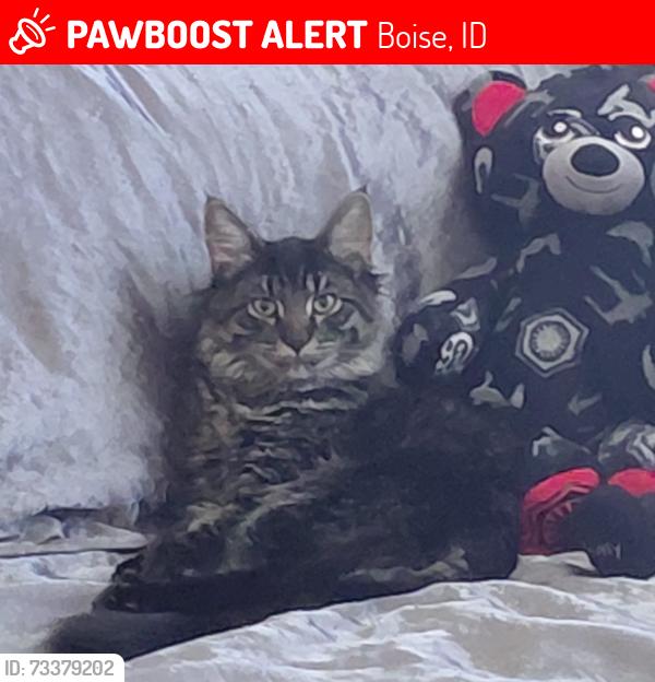 Lost Male Cat last seen Between Ruth and Edna off of Maple Grove, Boise, ID 83704
